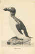 great_auk.jpg (19770 bytes)